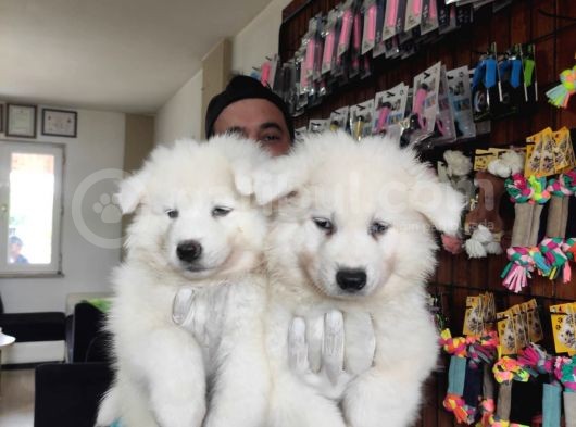 Ayi̇ Yavrusu Samoyed A Kali̇te Irk görsel