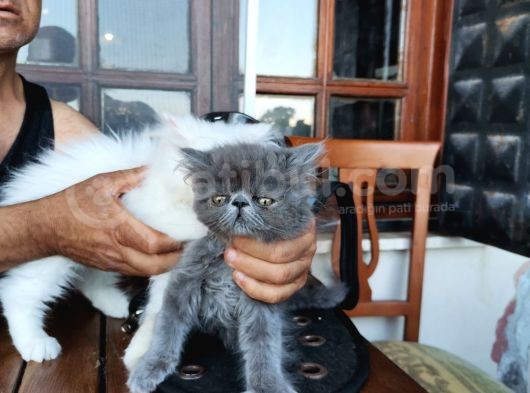 3 Aylık Asil Oğlan görsel