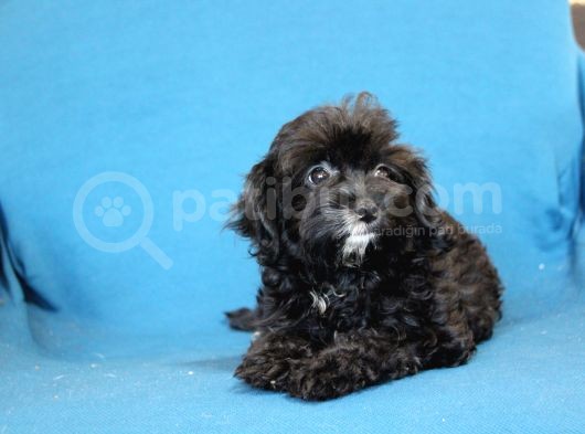 0 Numr Maltipoo Kızımız görsel