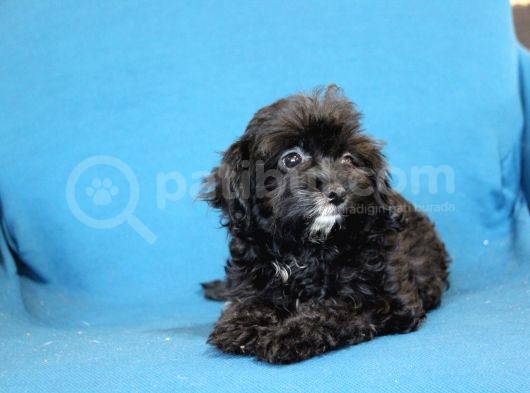 0 Numr Maltipoo Kızımız görsel