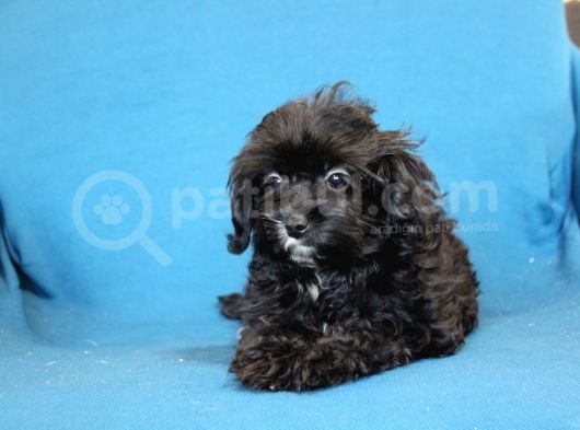 0 Numr Maltipoo Kızımız görsel