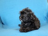 0 Numr Maltipoo Kızımız