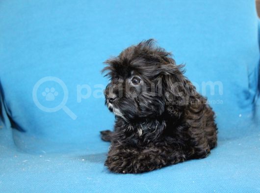 0 Numr Maltipoo Kızımız görsel
