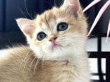 Saf Kan British Shorthair Golden Ny11 Ve Ny12