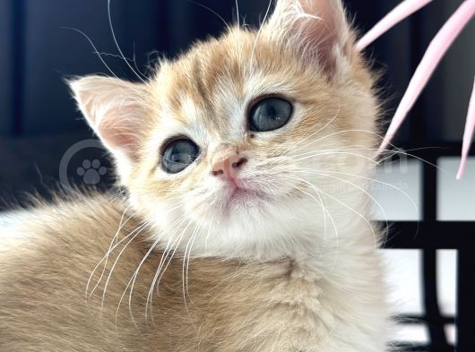 Saf Kan British Shorthair Golden Ny11 Ve Ny12 görsel