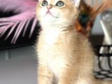 Saf Kan British Shorthair Golden Ny11 Ve Ny12