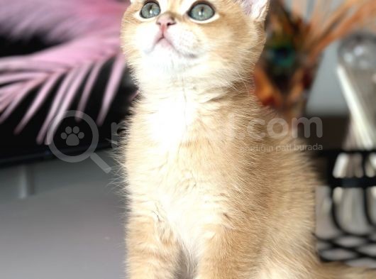 Saf Kan British Shorthair Golden Ny11 Ve Ny12 görsel