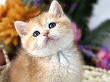 Saf Kan British Shorthair Golden Ny11 Ve Ny12