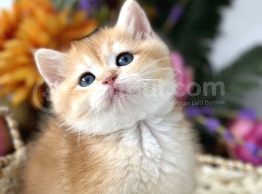 Saf Kan British Shorthair Golden Ny11 Ve Ny12 görsel