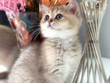 Saf Kan British Shorthair Golden Ny11 Ve Ny12