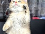 Saf Kan British Shorthair Golden Ny11 Ve Ny12