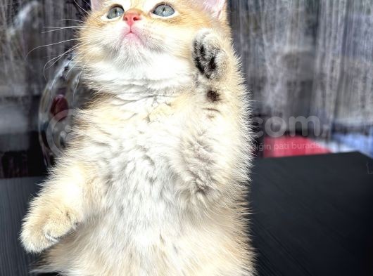 Saf Kan British Shorthair Golden Ny11 Ve Ny12 görsel