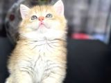 Saf Kan British Shorthair Golden Ny11 Ve Ny12
