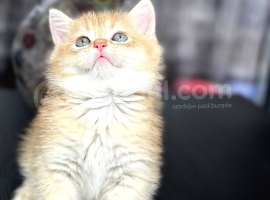 Saf Kan British Shorthair Golden Ny11 Ve Ny12 görsel