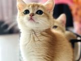 Saf Kan British Shorthair Golden Ny11 Ve Ny12