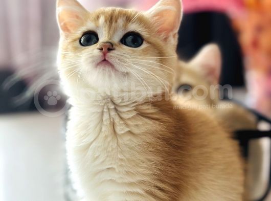 Saf Kan British Shorthair Golden Ny11 Ve Ny12 görsel