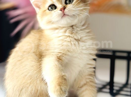 Saf Kan British Shorthair Golden Ny11 Ve Ny12