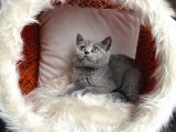 British Shorthair Yavrular