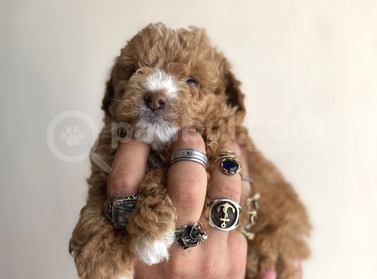 0 Numara Maltipoo Kizimiz görsel