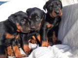 Şampiyon Soydan Doberman Yavrular