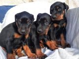 Şampiyon Soydan Doberman Yavrular