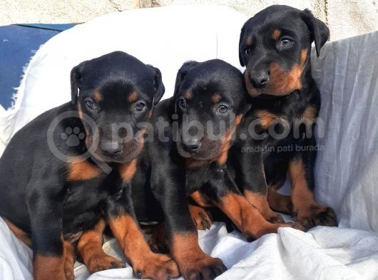 Şampiyon Soydan Doberman Yavrular görsel