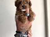 0 numara maltipoo kizimiz