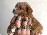 0 Numara Maltipoo Kizimiz