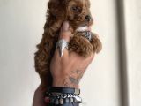0 Numara Maltipoo Kizimiz