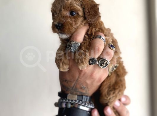 0 Numara Maltipoo Kizimiz görsel