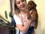 Efsane Red Toy Poodle Yavrularımız