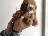 0 numara maltipoo kizimiz