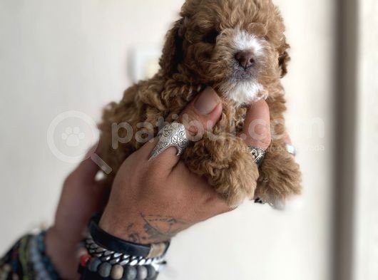 0 Numara Maltipoo Kizimiz
