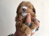 0 Numara Maltipoo Kizimiz