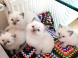 Safkan Ragdoll Yavrular
