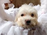 Orijinal Sıfır Boy Maltese Yavrularımız