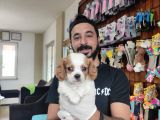 Muhteşem Cavali̇er Ki̇ng Charles Yavrular