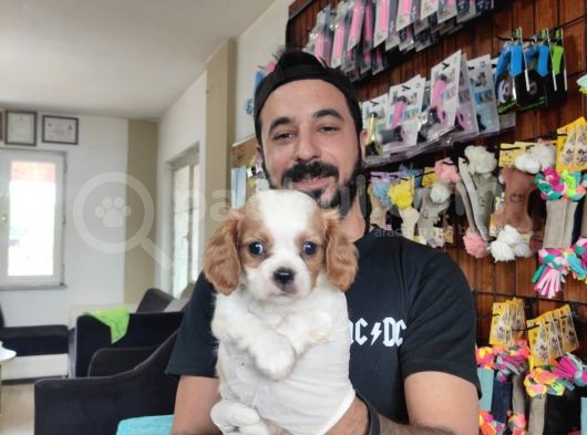 Muhteşem Cavali̇er Ki̇ng Charles Yavrular görsel