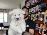 Ayi̇ Yavrusu Samoyed A Kali̇te Irk