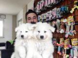 Ayi̇ Yavrusu Samoyed A Kali̇te Irk