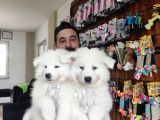 Ayi̇ Yavrusu Samoyed A Kali̇te Irk