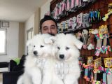 Ayi̇ Yavrusu Samoyed A Kali̇te Irk