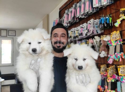 Ayi̇ Yavrusu Samoyed A Kali̇te Irk