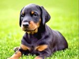 King Doberman Yavrularımız