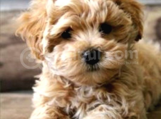 Poodle Gibi Maltipo Yavrular