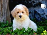 MALTİPO CİNSİ 