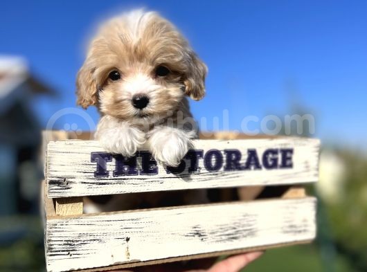 Orjinal F1 Jenarasyon Maltıpoo