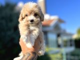 Orjinal F1 Jenarasyon Maltıpoo