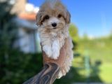 Orjinal F1 Jenarasyon Maltıpoo