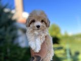 Orjinal F1 Jenarasyon Maltıpoo